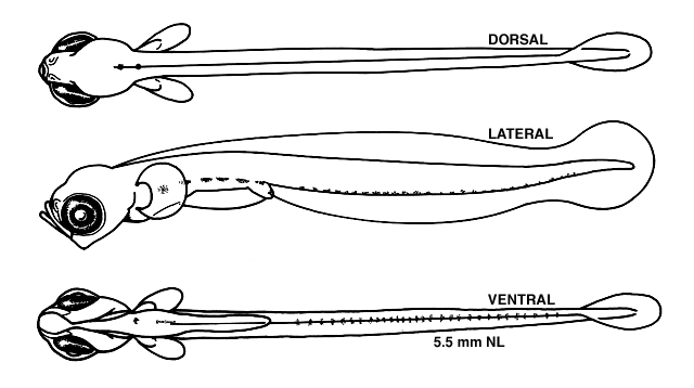 Ulvaria subbifurcata