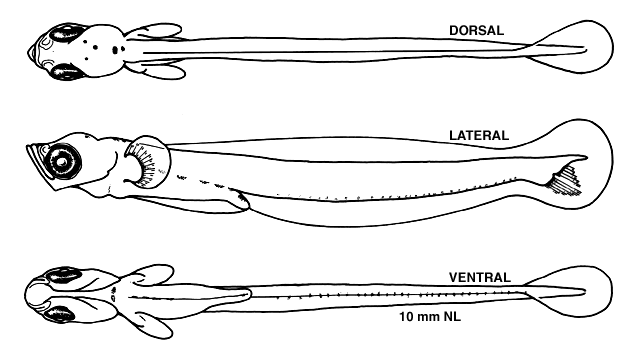 Ulvaria subbifurcata