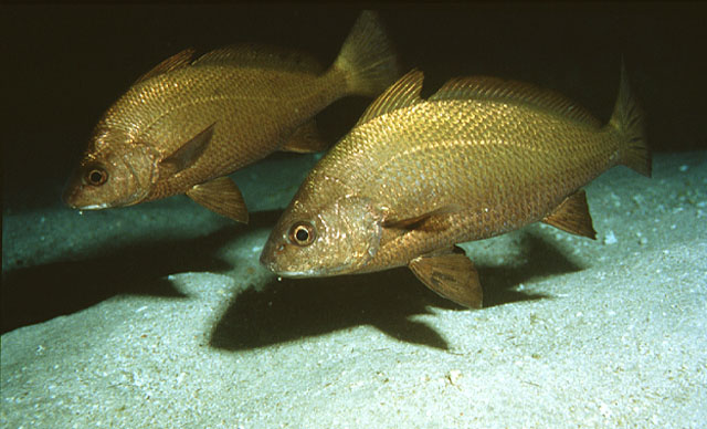 Umbrina canariensis