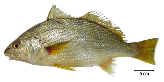 Umbrina canosai