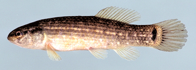 Umbra pygmaea