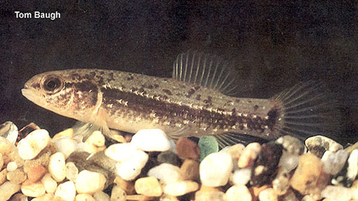 Umbra pygmaea