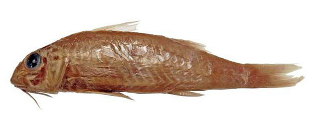 Upeneus gubal