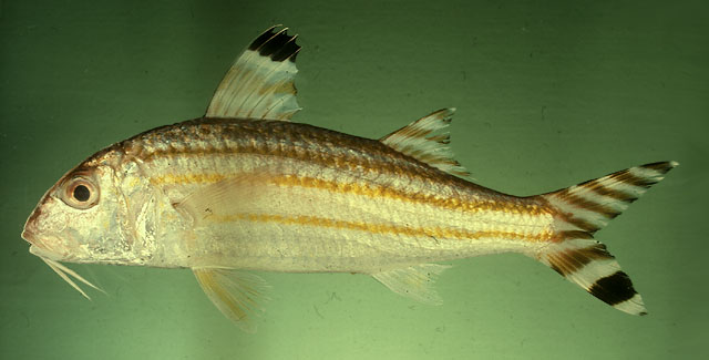 Upeneus vittatus