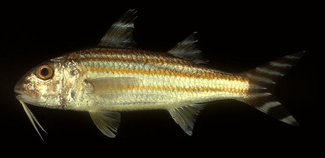 Upeneus vittatus