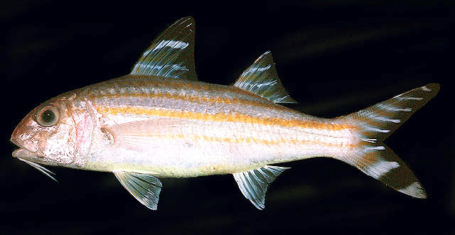 Upeneus vittatus