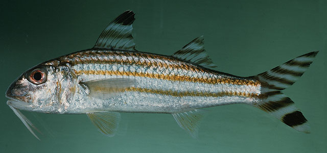 Upeneus vittatus