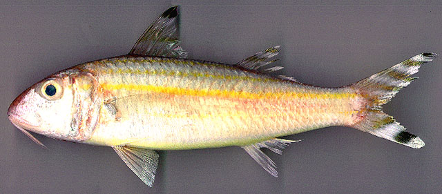 Upeneus vittatus