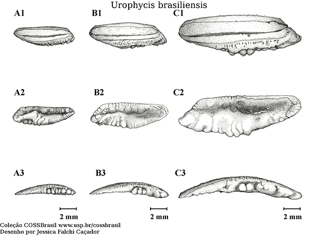 Urophycis brasiliensis