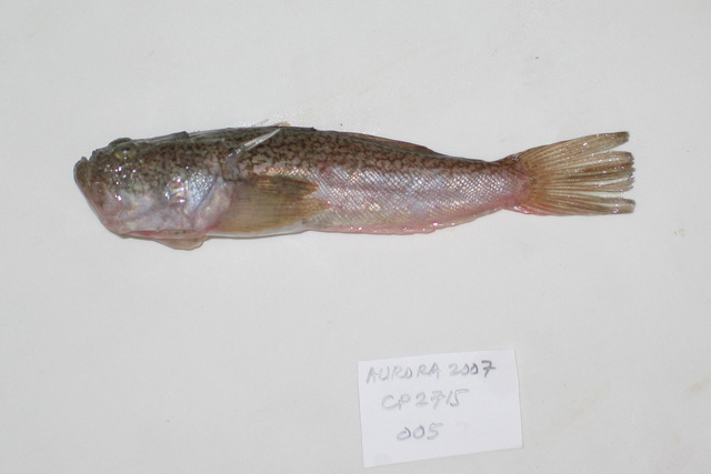 Uranoscopus tosae