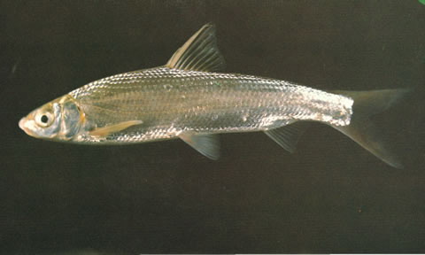 Xenocypris macrolepis