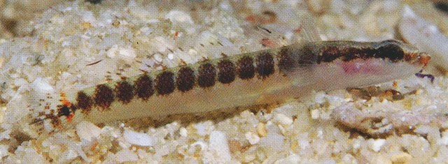 Xenisthmus eirospilus