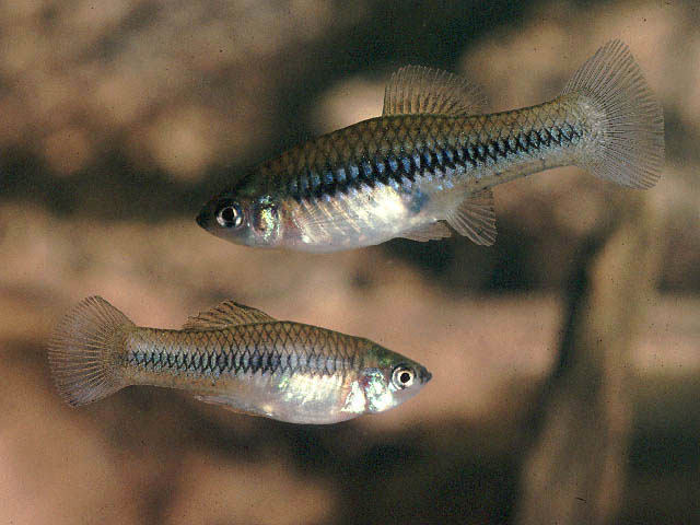 Xiphophorus gordoni