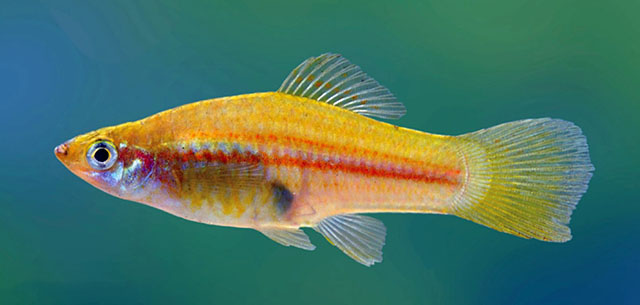 Xiphophorus hellerii