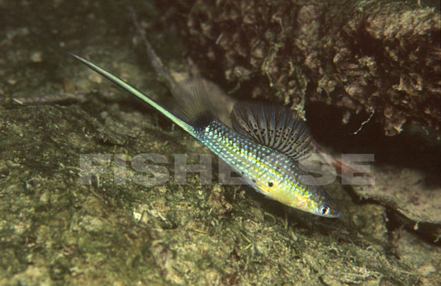 Xiphophorus montezumae