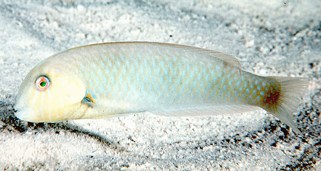 Xyrichtys martinicensis