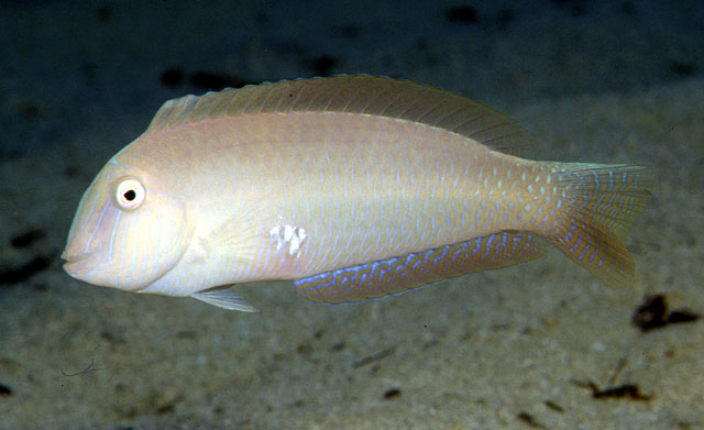 Xyrichtys novacula