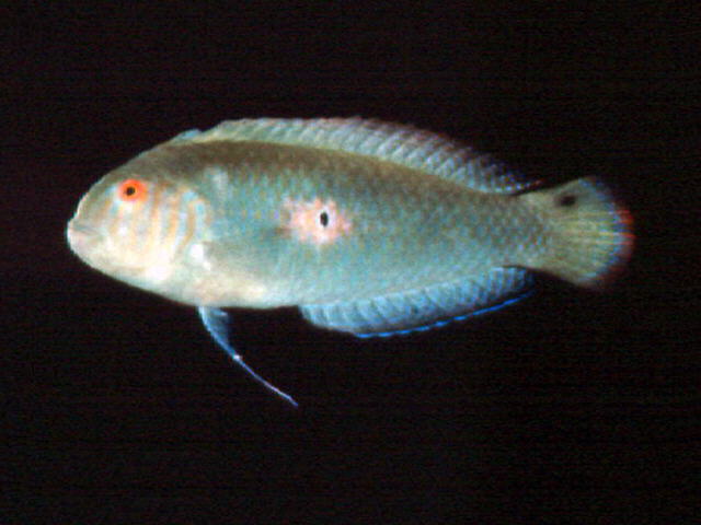 Xyrichtys splendens