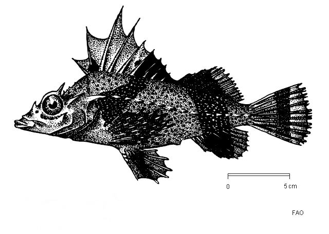 Zanclorhynchus spinifer