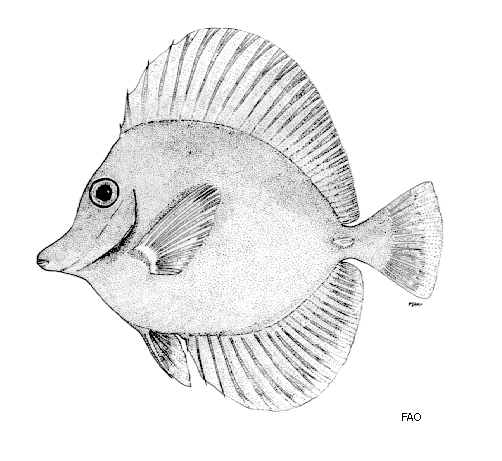 Zebrasoma flavescens