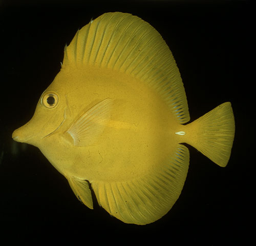 Zebrasoma flavescens