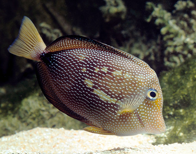 Zebrasoma gemmatum