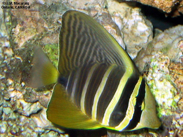 Zebrasoma velifer