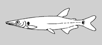 Image of Acestrorhynchus maculipinna 