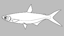 Image of Micralestes eburneensis 