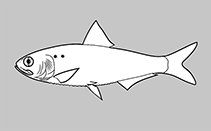 Image of Alosa curensis (Kura shad)