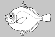 Image of Antigonia emanuela (Emanuela’s boarfish)