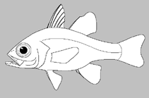 Image of Ostorhinchus cyanotaenia 