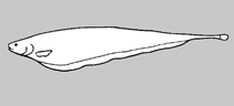 Image of Sternarchorhynchus villasboasi (Villasboas’ tube-snouted ghost knifefish)