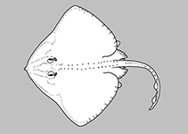 Image of Pavoraja mosaica (Mosaic skate)