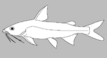 Image of Hexanematichthys henni 