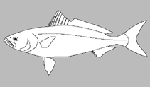 Image of Arripis xylabion (Northern kahawai)