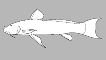 Image of Astroblepus formosus 