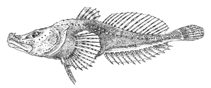 Image of Abyssocottus elochini (Elokhin sculpin)