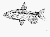 Image of Brycinus jacksonii (Victoria robber)