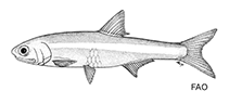 Image of Anchoviella alleni (Allen\