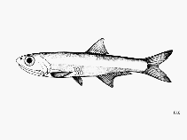 Image of Anchoviella elongata (Elongate anchovy)