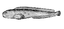 Image of Anarhichas orientalis (Bering wolffish)