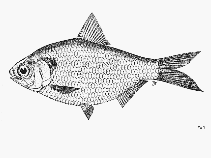 Image of Anodontostoma thailandiae (Thai gizzard shad)