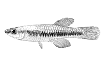 Image of Lacustricola katangae (Striped topminnow)