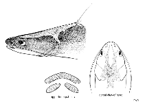 Image of Hemiarius bleekeri (Bleeker\