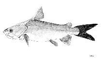 Image of Bleekeriella leptaspis (Salmon catfish)