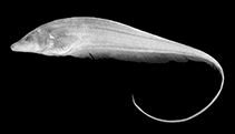 Image of Archolaemus luciae 