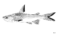 Image of Brustiarius utarus (Northern rivers catfish)