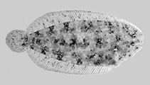 Image of Aseraggodes auroculus 