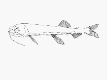 Image of Astronesthes caulophorus 